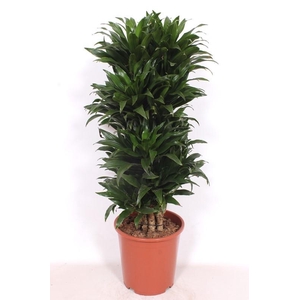 Dracaena Compacta vertakt