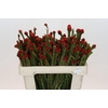 Kaaps Groen Tortum Red