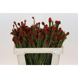 Kaaps Groen Tortum Red
