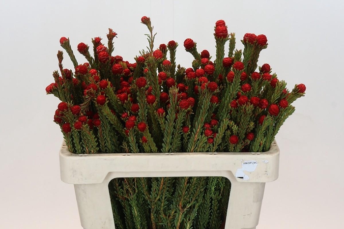 <h4>Kaaps Groen Tortum Red</h4>