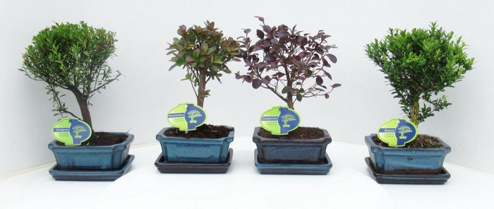 <h4>Bonsai</h4>