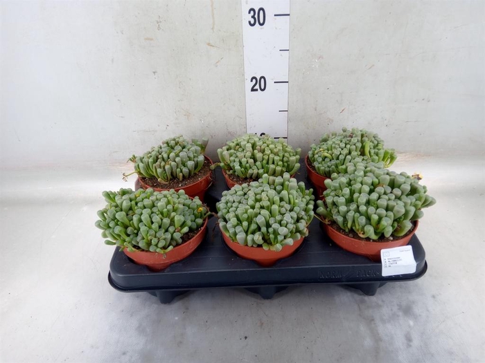 <h4>Succulents ...</h4>