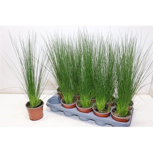 Juncus Penc Grass