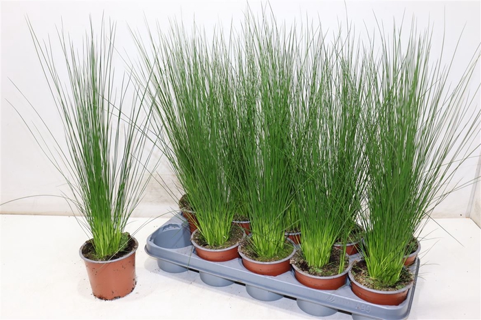 <h4>Juncus Penc Grass</h4>