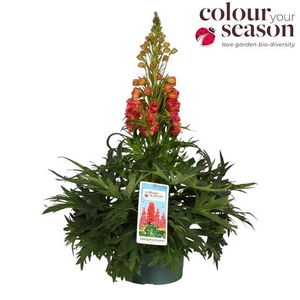 DELPHINIUM RED LARK P19