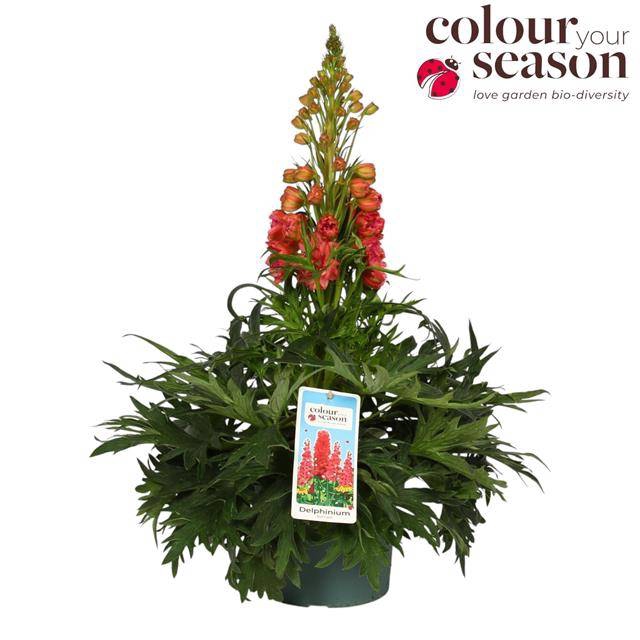 <h4>DELPHINIUM RED LARK P19</h4>