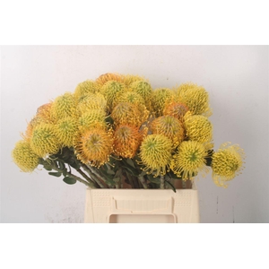 Leuco Assorti Yellow