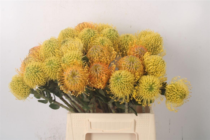 <h4>Leuco Assorti Yellow</h4>