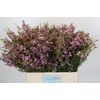Chamelaucium Kerryn