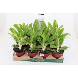 AGLAONEMA QUEEN P12