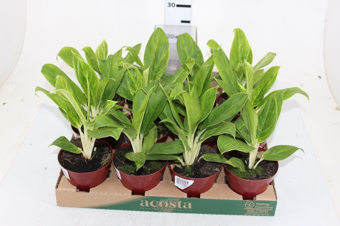 AGLAONEMA QUEEN P12