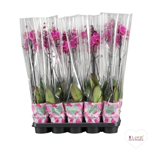 Phalaenopsis paars - 2 tak 60cm basic