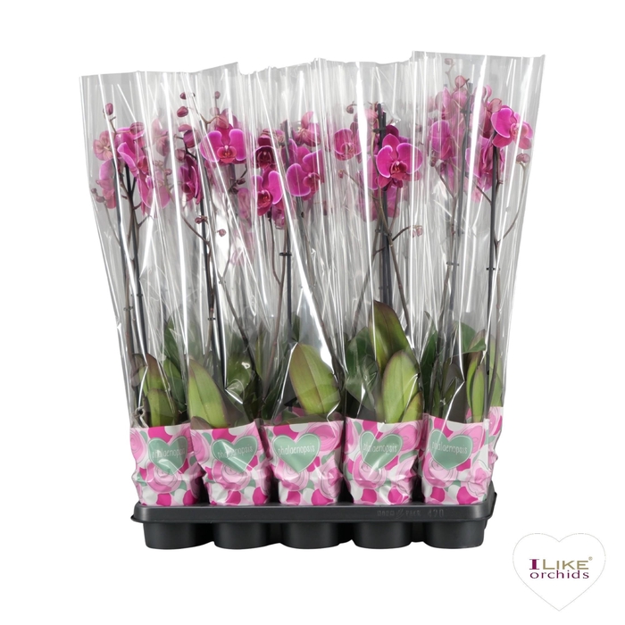 <h4>Phalaenopsis paars - 2 tak 80cm basic</h4>