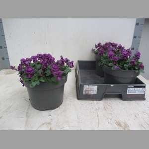 VIO CO TW VIOLET FLA