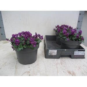 VIO CO TW VIOLET FLA