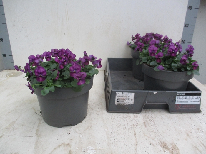 <h4>VIO CO TW VIOLET FLA</h4>