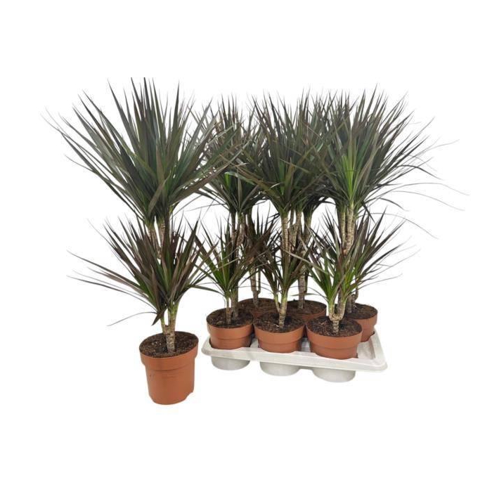 <h4>DRA MARG MAGENTA</h4>