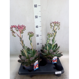 Echeveria  'Blue Prince'