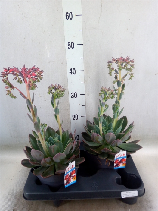<h4>Echeveria  'Blue Prince'</h4>