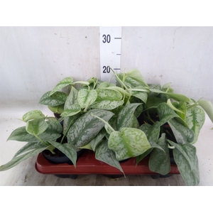 Scindapsus pictus 'Trebie'