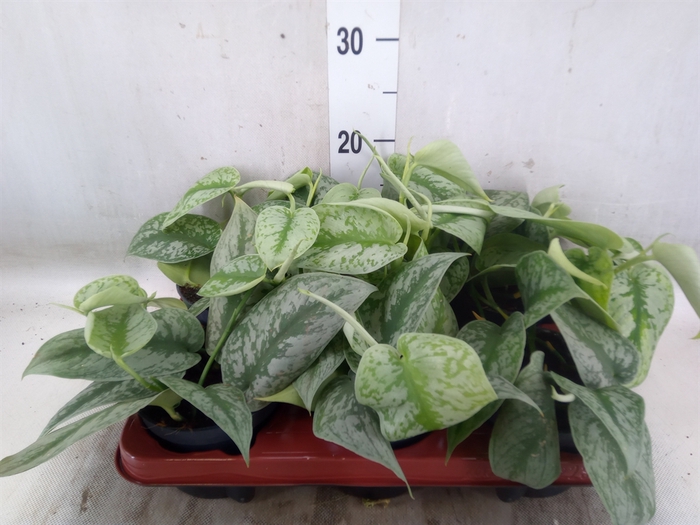 <h4>Scindapsus pictus 'Trebie'</h4>