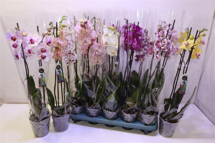 <h4>Phal Gem 5 Kl</h4>