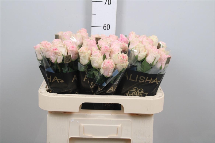 <h4>R Gr Duchesse</h4>