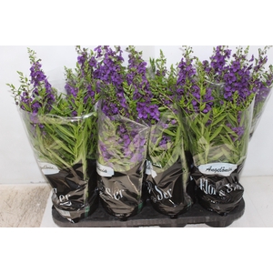 ANGELONIA P14 VARIADO