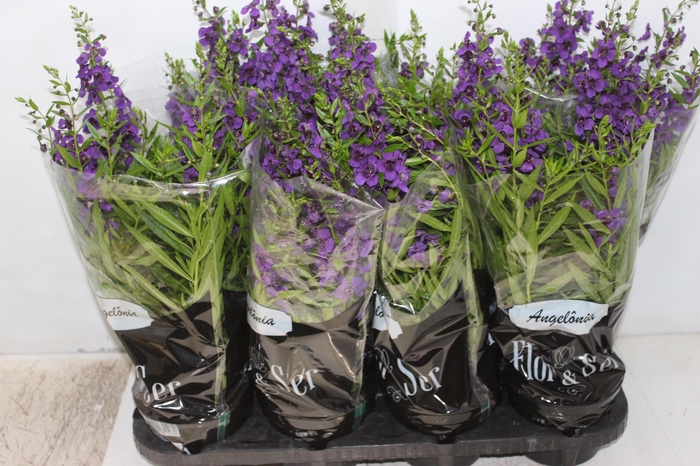 <h4>ANGELONIA P14 VARIADO</h4>
