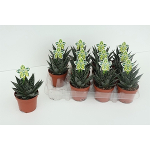 Aloe aristata 'Tiki Tahi'