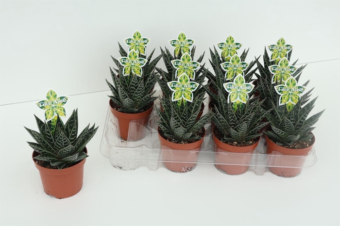 <h4>Aloe aristata 'Tiki Tahi'</h4>