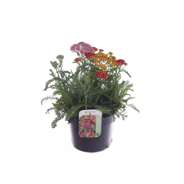 <h4>Achillea millefolium Milly Rock Mixmasters Dance</h4>