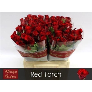 R Gr Red Torch