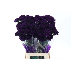 Dianthus ST 'Florigene Moonvista'