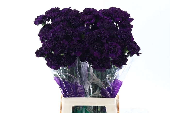 <h4>Dianthus ST 'Florigene Moonvista'</h4>