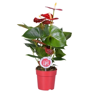 MoreLIPS® Anthurium Everio