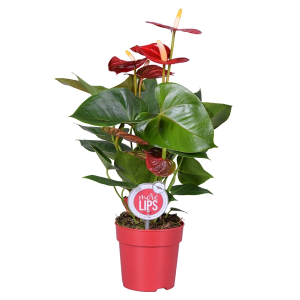 <h4>MoreLIPS® Anthurium Everio</h4>