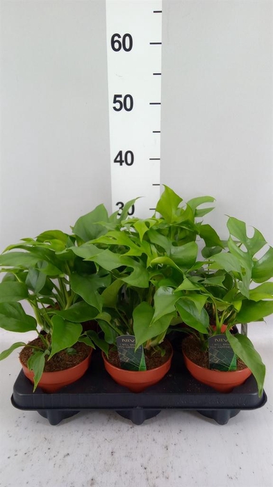<h4>Rhaphidophora tetrasperma</h4>