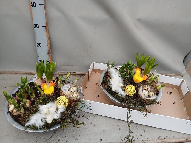 <h4>ARR BOL KNOLGEWAS</h4>