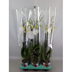 Phalaenopsis   ...