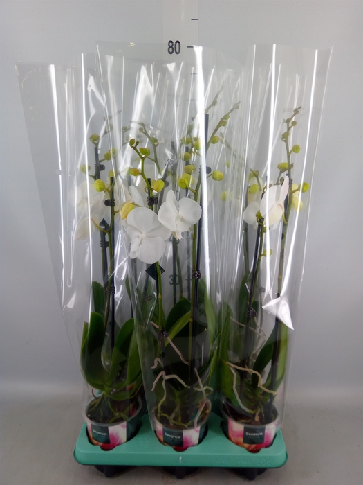 <h4>Phalaenopsis   ...</h4>