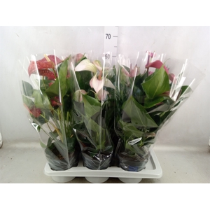 Anthurium   ...mix