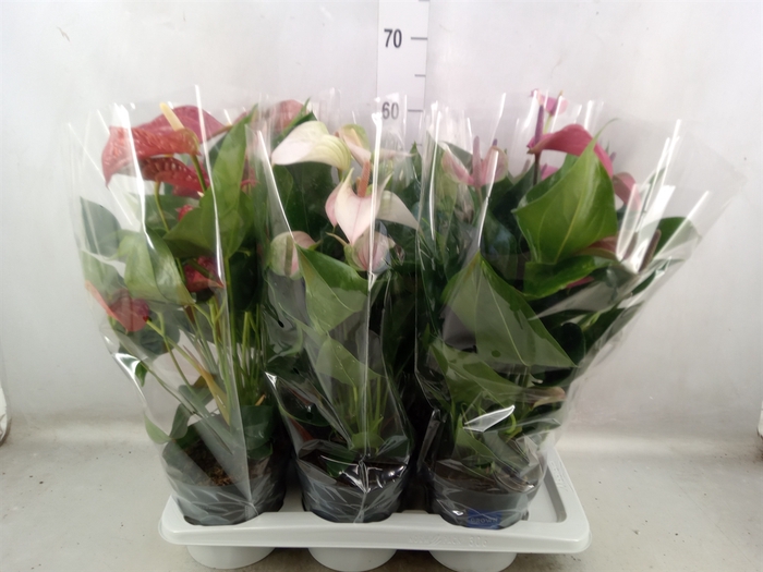 Anthurium   ...mix