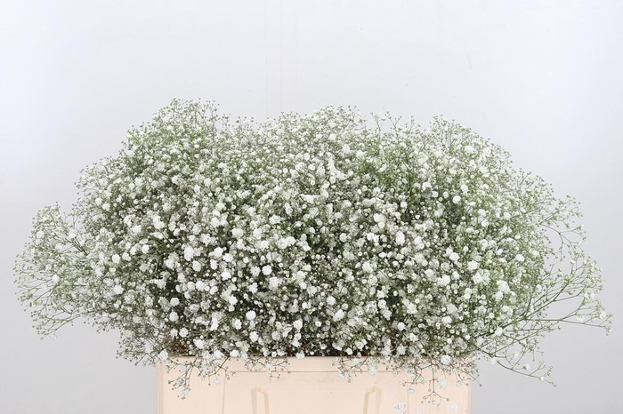 <h4>Gyps Xlence</h4>