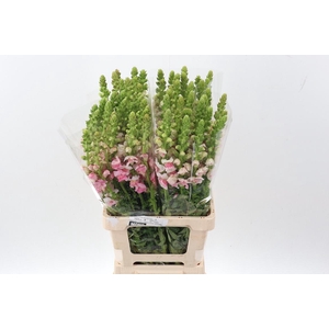 Antir Poto Apple Blossom