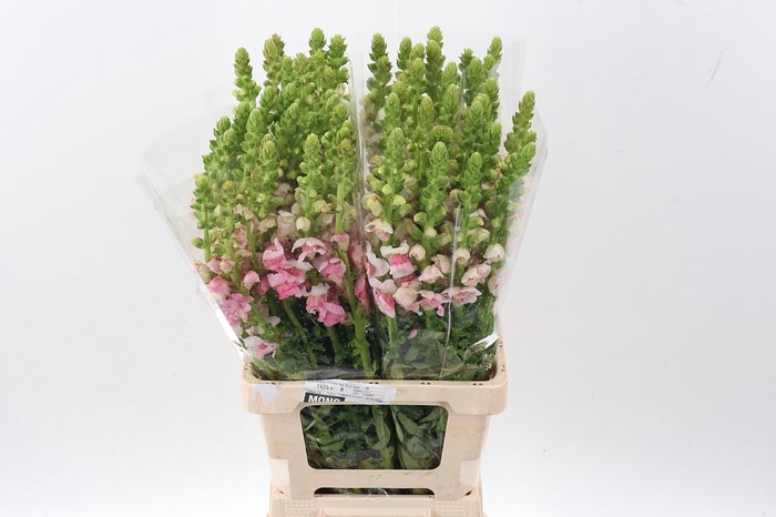 <h4>Antir Poto Apple Blossom</h4>