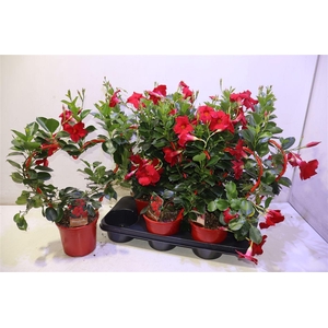 Mande Sun Red