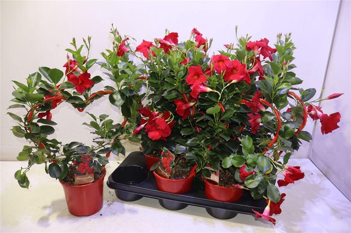 <h4>Mande Sun Red</h4>