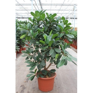 Ficus Cyathistipula