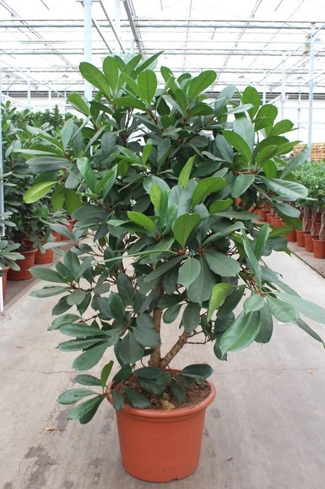 <h4>Ficus Cyathistipula</h4>